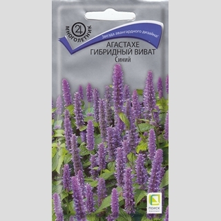Агастахе Виват Синий (гибридный)