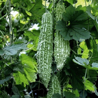 Момордика Ажур F1