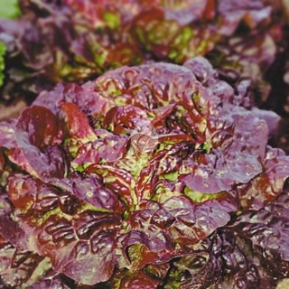 Салат Айсберг Красный (большой пакет)