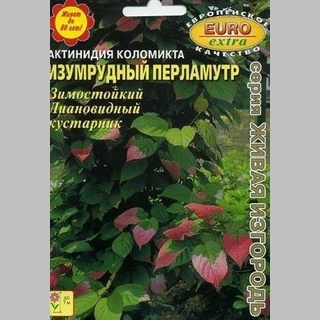 Актинидия Изумрудный перламутр (коломикта)