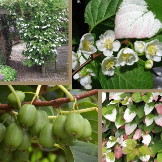 Актинидия Изумрудный перламутр (коломикта)