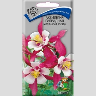 Аквилегия Малиновая звезда (гибридная)