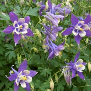 Аквилегия низкорослая Альпийская