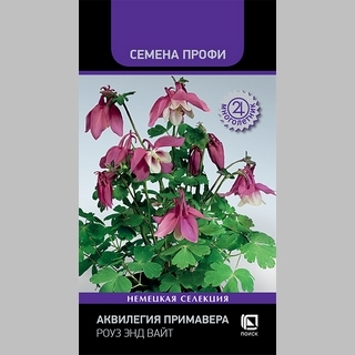 Аквилегия Примавера Роуз энд вайт