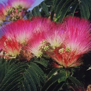 Альбиция Помпадур