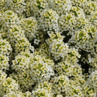 Алиссум Лимонный Мусс (морской)