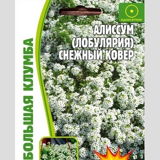 Алиссум Снежный Ковер (лобулярия) (большой пакет)