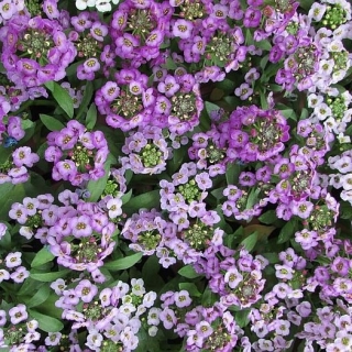 Лобулярия Свити лавандовая