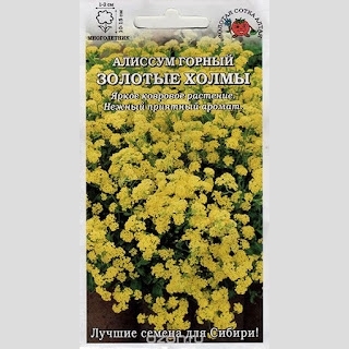 Алиссум Золотые холмы горный