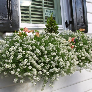 Алиссум Норт Фэйс Вайт (каскадный)