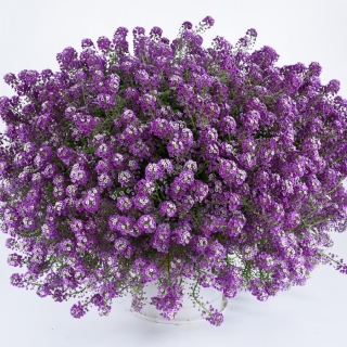 Алиссум Лавандовый Кристалл