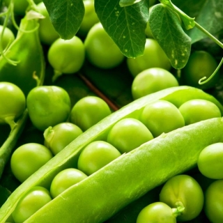 Горох Алтайский изумруд (большой пакет)