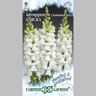 Антирринум Аляска (Львиный зев)