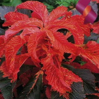 Амарант Биколор