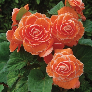 Бегония Америгибрид Пикоти F1 Абрикосовое Кружево