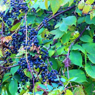 Виноград Зелёный дракон (амурский)