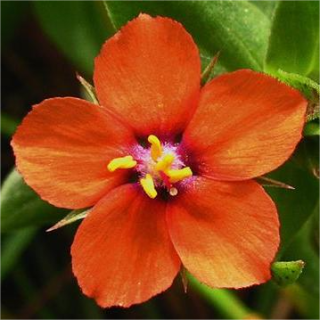 Анагаллис Алая заря (полевой)