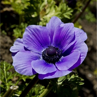 Анемона Mona Lisa Deep Blue (большой пакет)