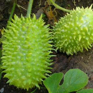 Ангурия Гурман (антильский огурец)