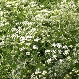 Анис Волшебный Эликсир