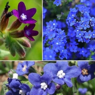 Анхуза капская Микс (большой пакет)