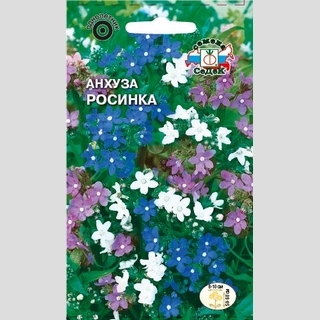 Анхуза Росинка (капская карликовая)