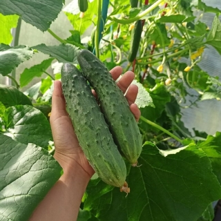 Огурец Аншлаг F1