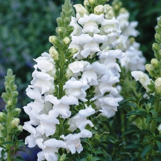 Антирринум Аляска (Львиный зев)