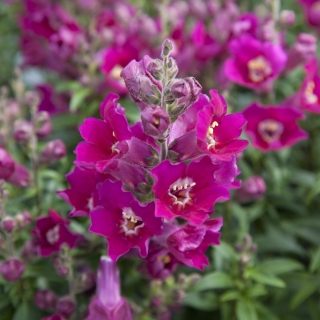 Антирринум Антик Парпл (Львиный зев)