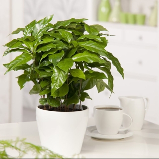 Кофе арабика Нана