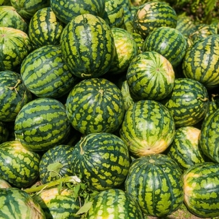 Арбуз Астраханский