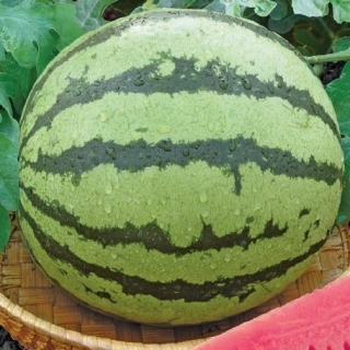 Арбуз Розовый Мед