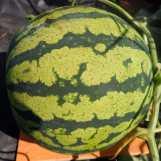 Арбуз СРД-2 (Дютина)