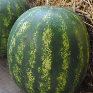 Арбуз Тамерлан F1