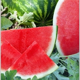 Арбуз Тонга F1 (бессемянный)
