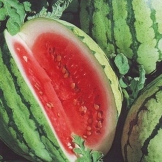 Арбуз Волжанин