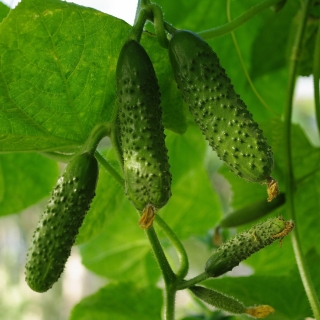 Огурец Аристан F1