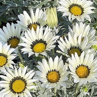 Газания (гацания) Арктик Стар