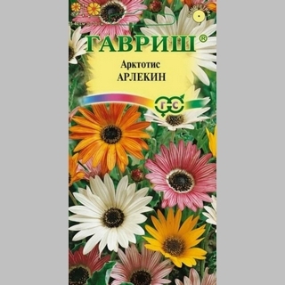 Арктотис Арлекин (гибридный)