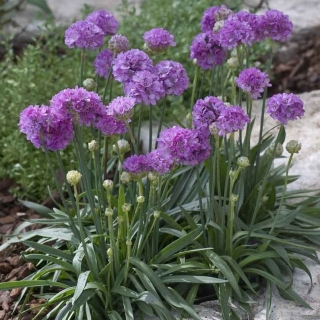 Армерия Балерина Лилак (приморская)