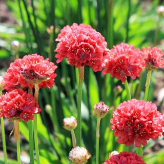 Армерия Балерина Ред (приморская)