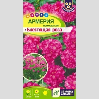 Армерия Блестящая роза (приморская)