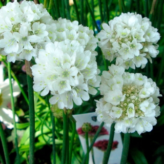 Армерия Джойстик белая