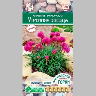 Армерия Утренняя Звезда (приморская)