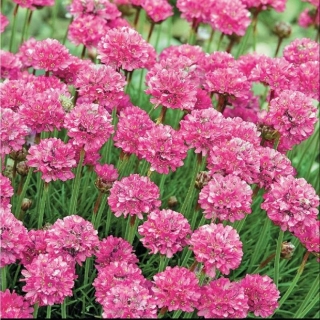 Армерия Валерия (приморская)