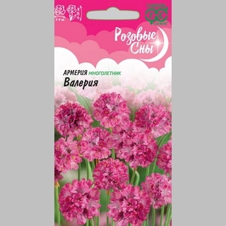 Армерия Валерия (приморская)