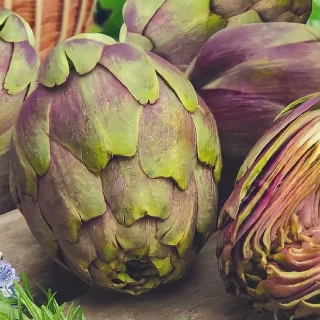 Артишок Римский