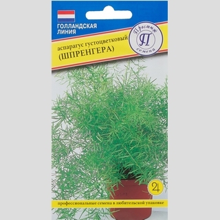 Аспарагус густоцветковый Шпренгера