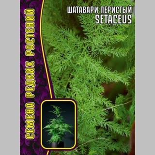 Шатавари (Аспарагус) Setaceus карликовый (большой пакет)
