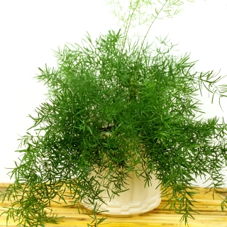 Аспарагус густоцветковый Шпренгера